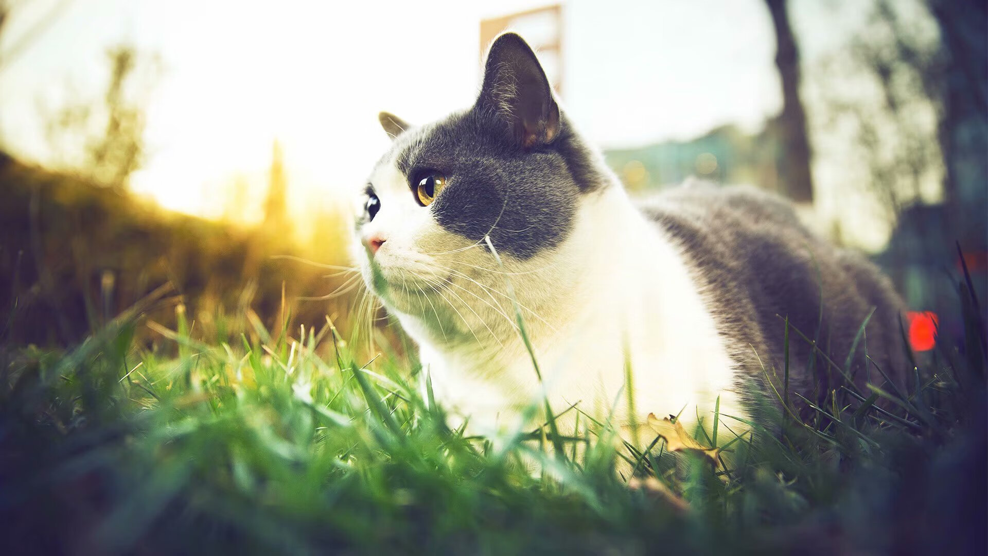 门神与铁幕，拉亚只手擎天，几内亚的战术铁钳如何绞杀切尔西