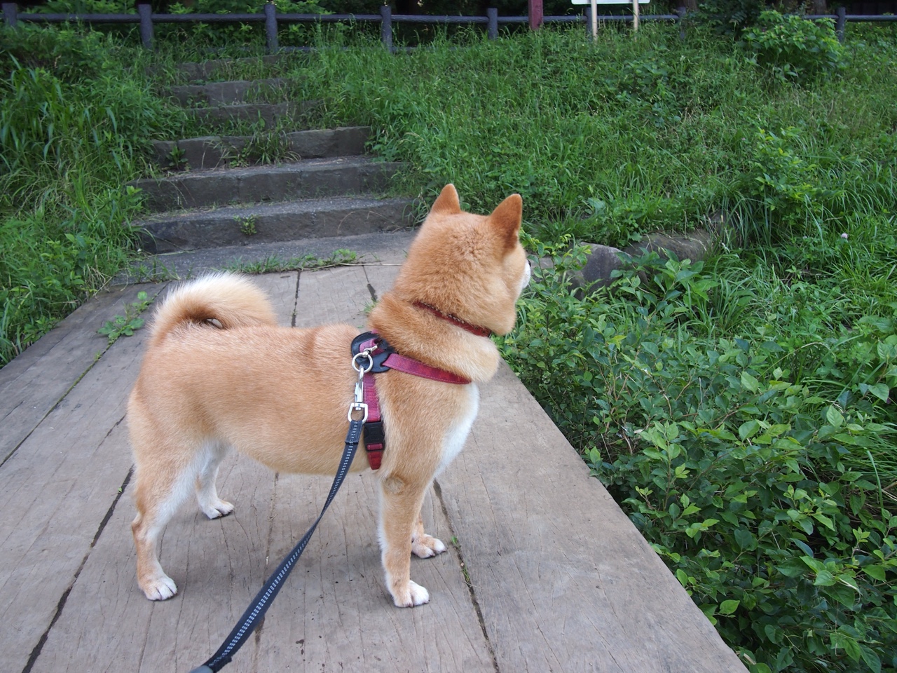 雷霆三叉戟轰然开火，擎天柱戈贝尔末节收割比赛