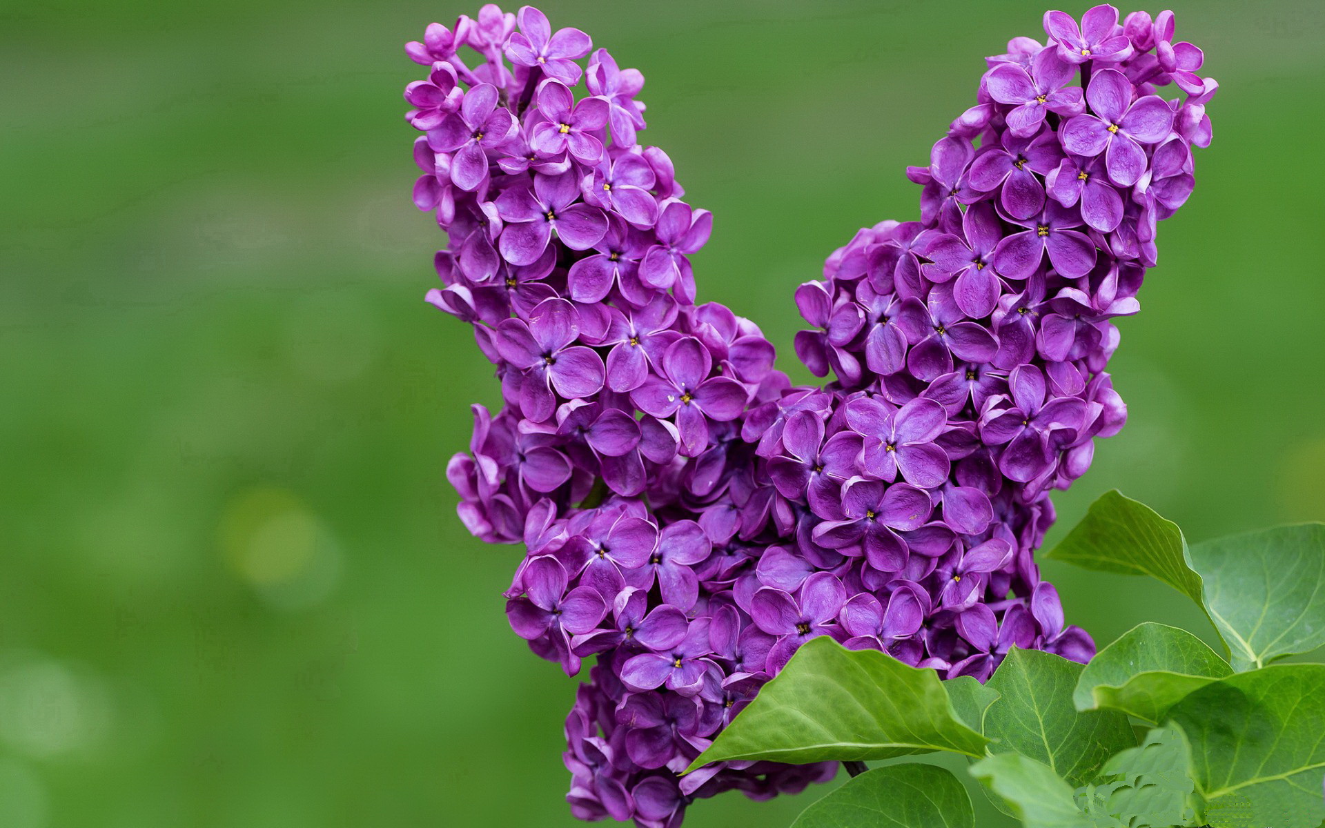 绿茵平行宇宙，当荷兰撞见摩纳哥，哈兰德点燃的不仅是对抗