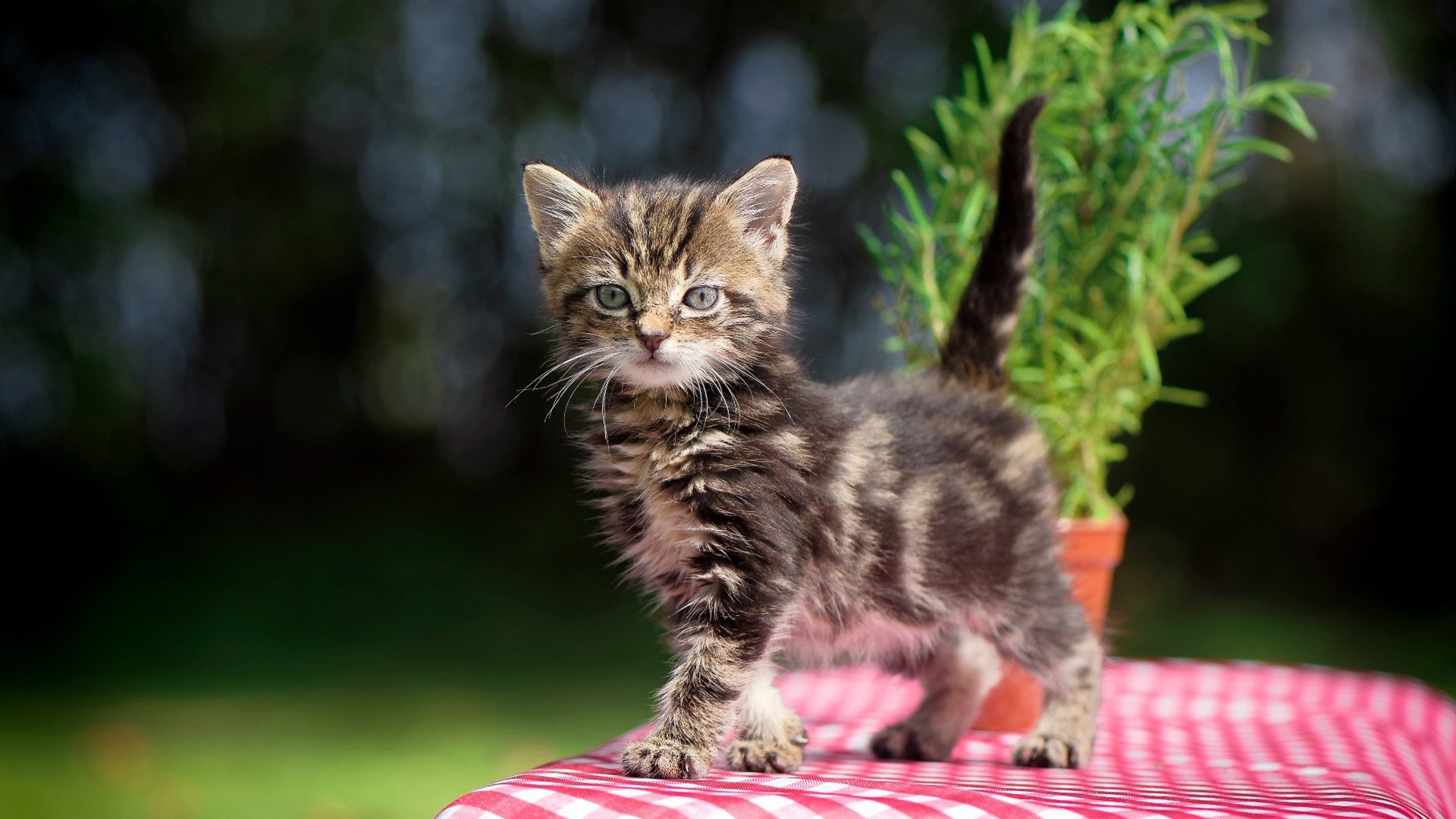绿茵与硬木的双重奏，当意甲艺术遇见NBA风暴