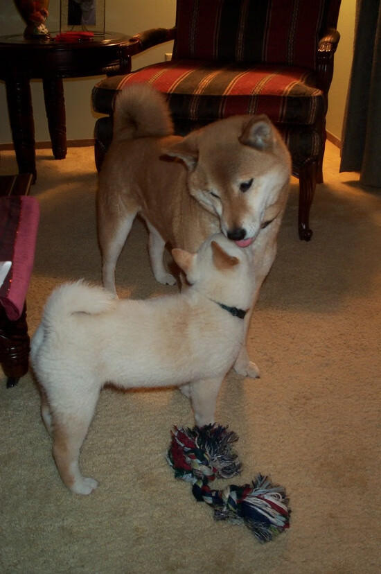 跨越大洋的震撼教育，戈贝尔降维打击，辽宁队在全能巨塔前看到终极答案