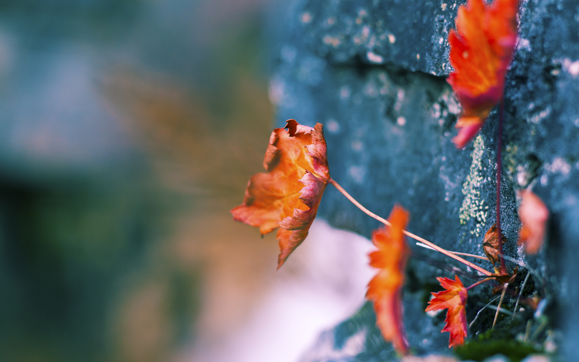 东方明珠映蓝橙，塔图姆跨越大洋的关键一投